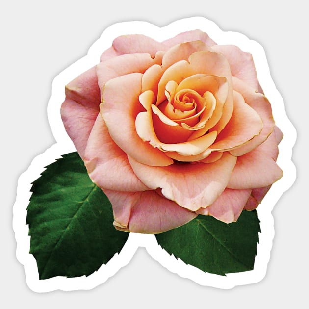 Peach-Colored Rose Sticker by SusanSavad